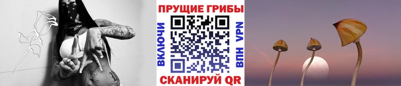 Псилоцибиновые грибы прущие грибы  магазин продажи   ОМГ ОМГ рабочий сайт  Минеральные Воды 